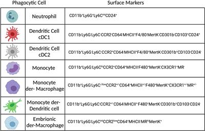 The Paradox of a Phagosomal Lifestyle: How Innate Host Cell-Leishmania amazonensis Interactions Lead to a Progressive Chronic Disease